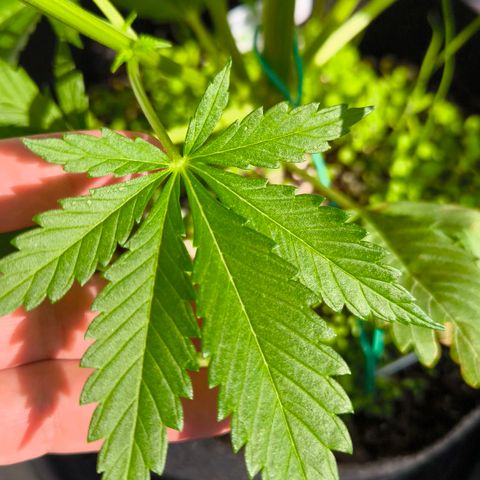 Gorilla Girl XL Auto growlog timeline photo