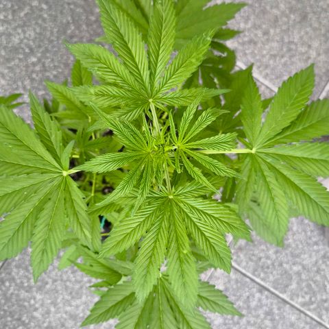 Sticky Beast Automatic growlog timeline photo