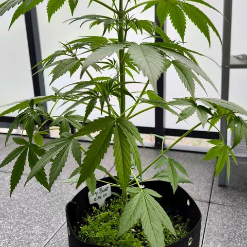 Sticky Beast Automatic growlog timeline photo