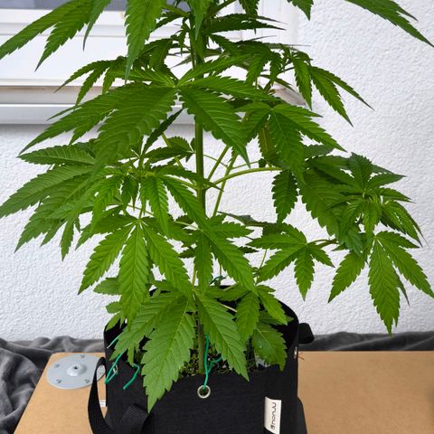 Sweet Cheese Auto growlog timeline photo