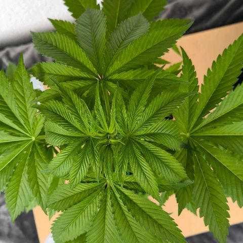Sweet Cheese Auto growlog timeline photo