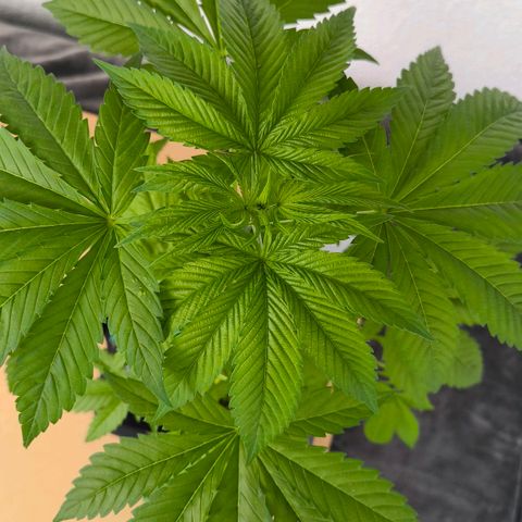 Sweet Cheese Auto growlog timeline photo