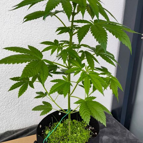 Sweet Cheese Auto growlog timeline photo