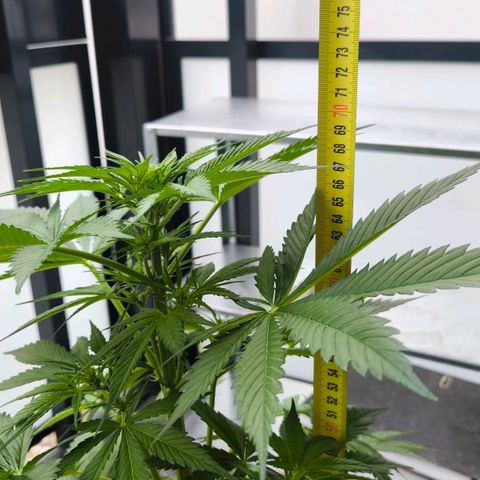 Gorilla Girl XL Auto growlog photo: 68cm