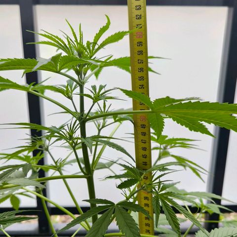 Sticky Beast Automatic growlog photo: 61cm
