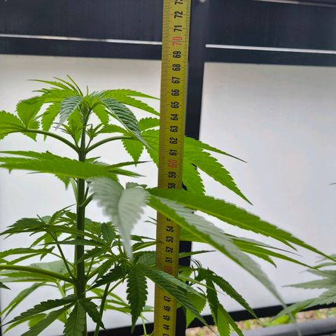 Sweet Cheese Auto growlog photo: 66cm