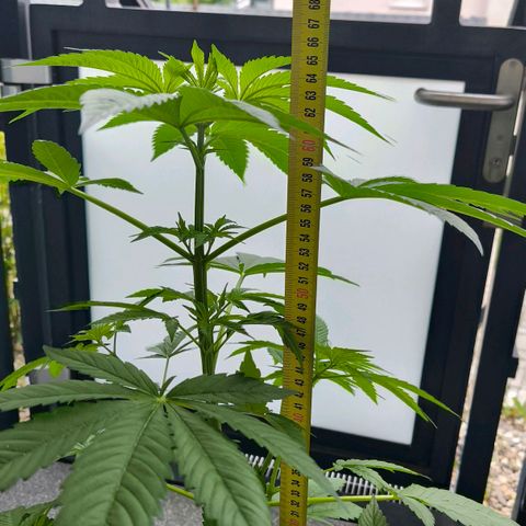 Sweet Cheese Auto growlog photo: 64