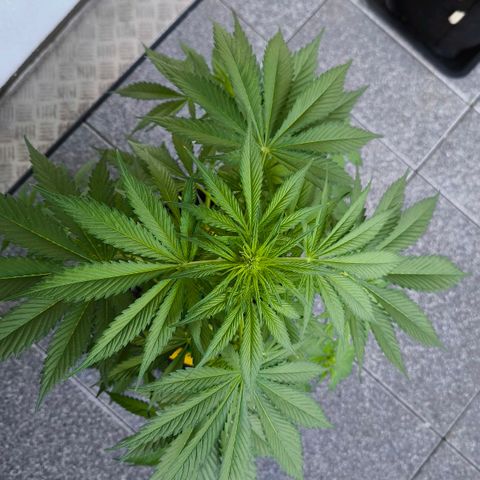 Gorilla Girl XL Auto growlog timeline photo