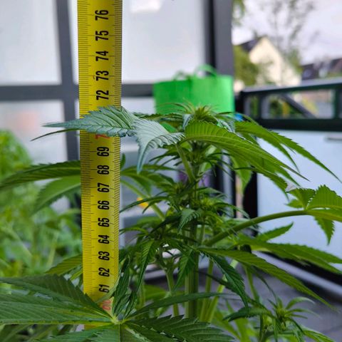 Gorilla Girl XL Auto growlog timeline photo