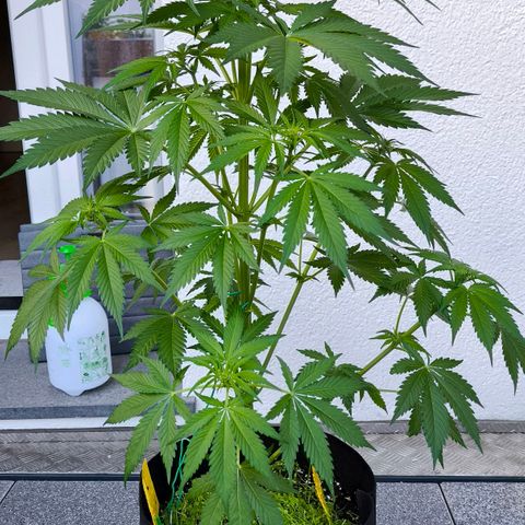 Gorilla Girl XL Auto growlog timeline photo