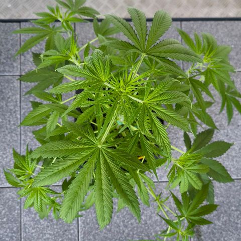 Sticky Beast Automatic growlog timeline photo