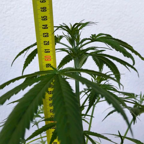 Sticky Beast Automatic growlog timeline photo