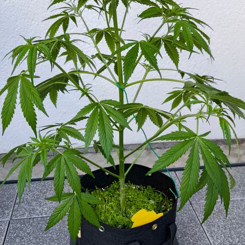 Sticky Beast Automatic growlog timeline photo