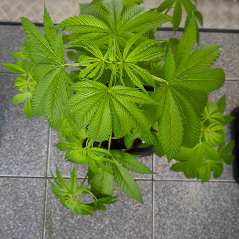 Sweet Cheese Auto growlog timeline photo