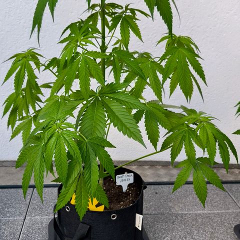 Sweet Cheese Auto growlog timeline photo
