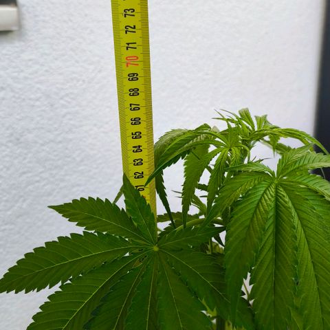 Sweet Cheese Auto growlog timeline photo
