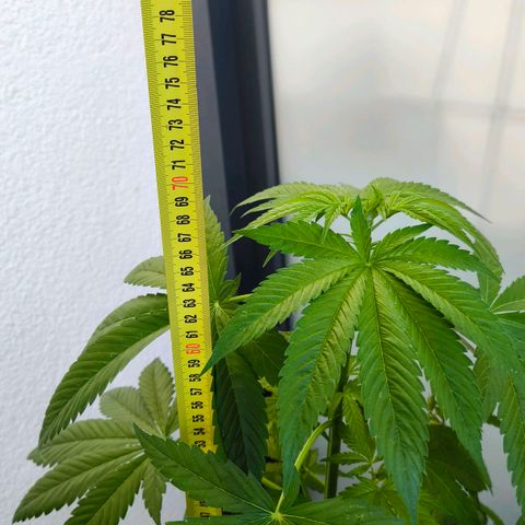 Sweet Cheese Auto growlog timeline photo