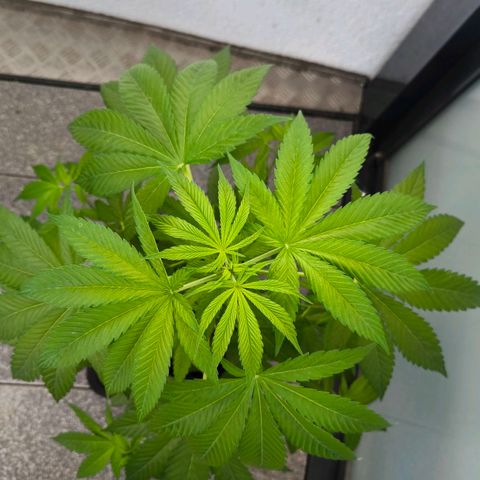 Sweet Cheese Auto growlog timeline photo