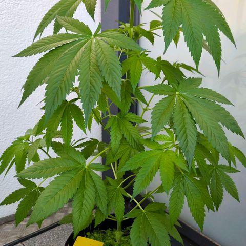 Sweet Cheese Auto growlog timeline photo