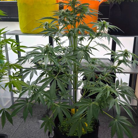 Gorilla Girl XL Auto growlog timeline photo