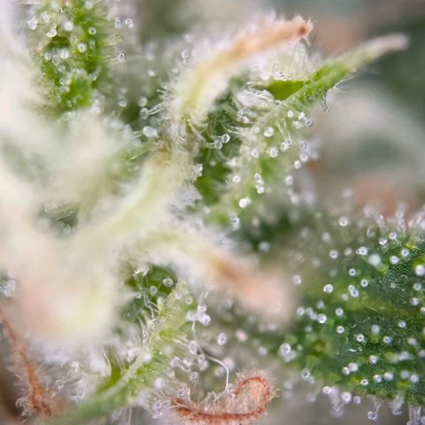 Sticky Beast Automatic growlog timeline photo