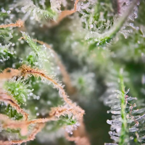 Sticky Beast Automatic growlog timeline photo
