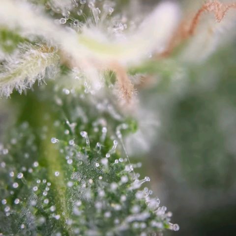 Sticky Beast Automatic growlog timeline photo