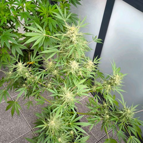 Sticky Beast Automatic growlog timeline photo