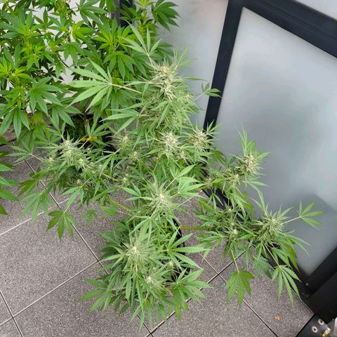 Sticky Beast Automatic growlog timeline photo