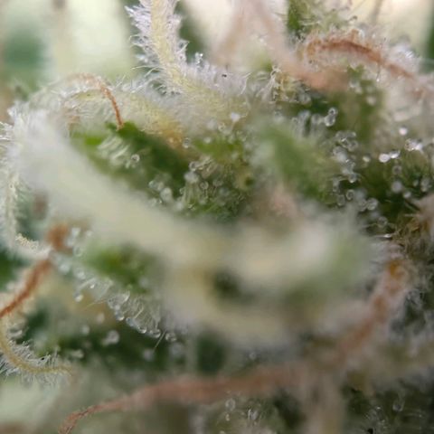 Sticky Beast Automatic growlog timeline photo