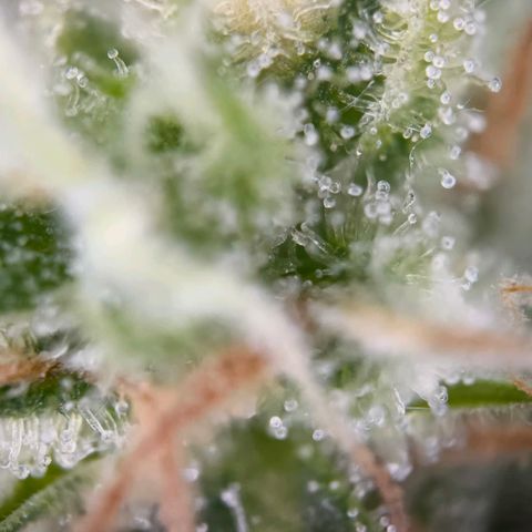 Sticky Beast Automatic growlog timeline photo