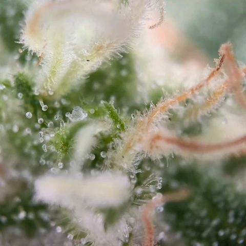 Sticky Beast Automatic growlog timeline photo