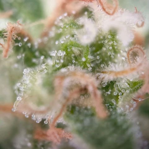 Sticky Beast Automatic growlog timeline photo
