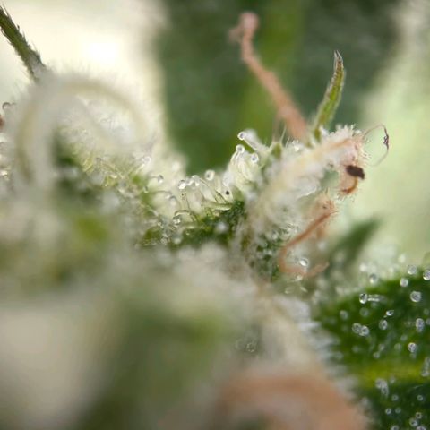 Sticky Beast Automatic growlog timeline photo
