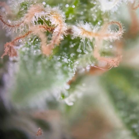 Sticky Beast Automatic growlog timeline photo