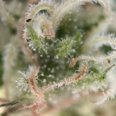 Sticky Beast Automatic growlog timeline photo