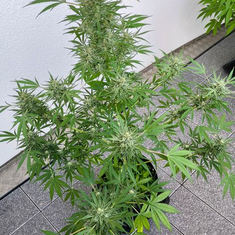 Sticky Beast Automatic growlog timeline photo