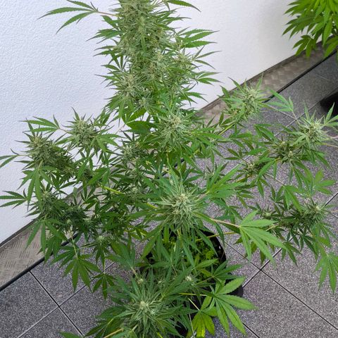 Sticky Beast Automatic growlog timeline photo