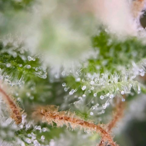 Sticky Beast Automatic growlog timeline photo