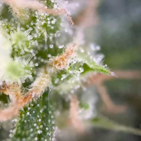 Sticky Beast Automatic growlog timeline photo