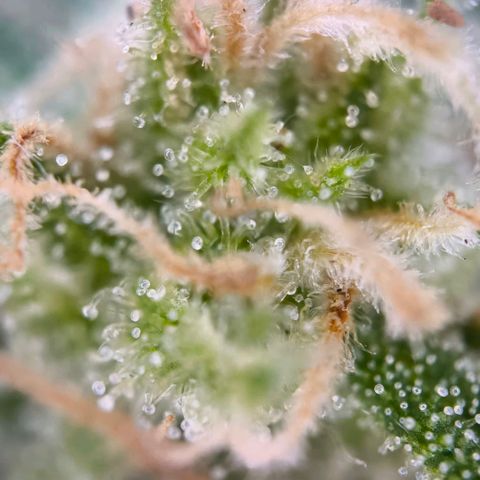 Sticky Beast Automatic growlog timeline photo