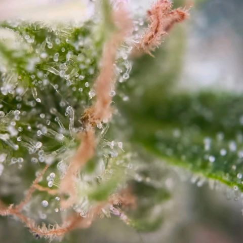 Sticky Beast Automatic growlog timeline photo