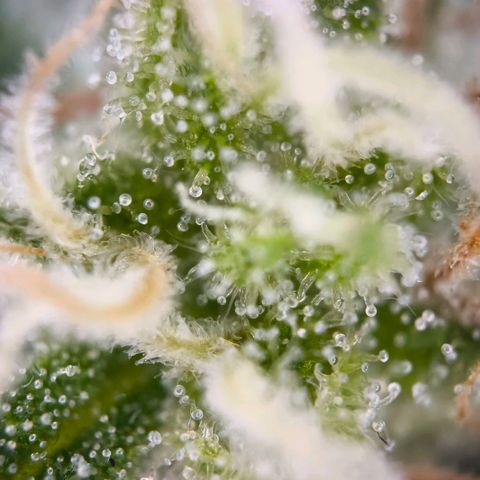 Sticky Beast Automatic growlog timeline photo