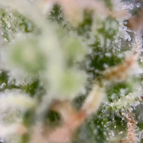 Sticky Beast Automatic growlog timeline photo