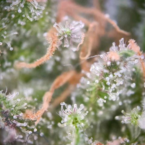 Sticky Beast Automatic growlog timeline photo