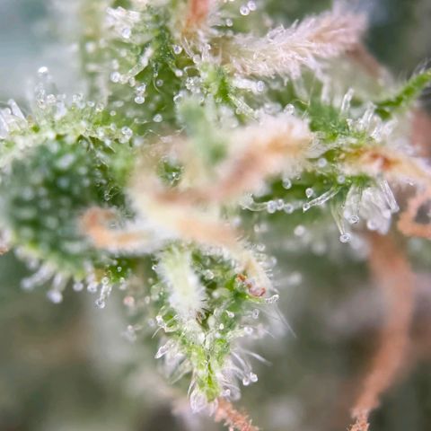 Sticky Beast Automatic growlog timeline photo