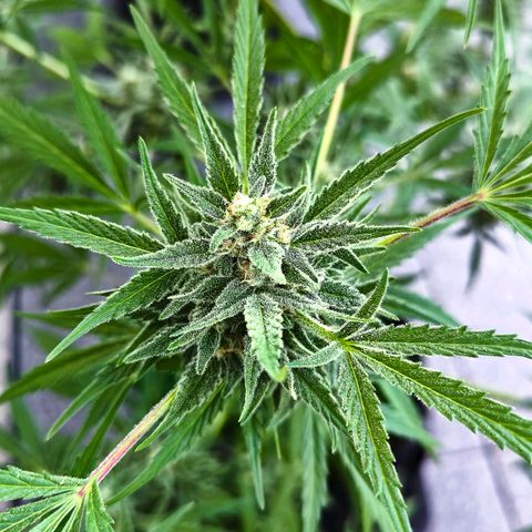Sticky Beast Automatic growlog timeline photo