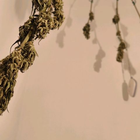 Gorilla Girl XL Auto growlog timeline photo