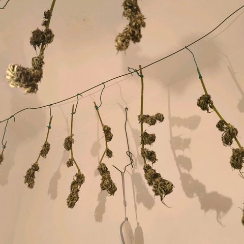 Gorilla Girl XL Auto growlog timeline photo