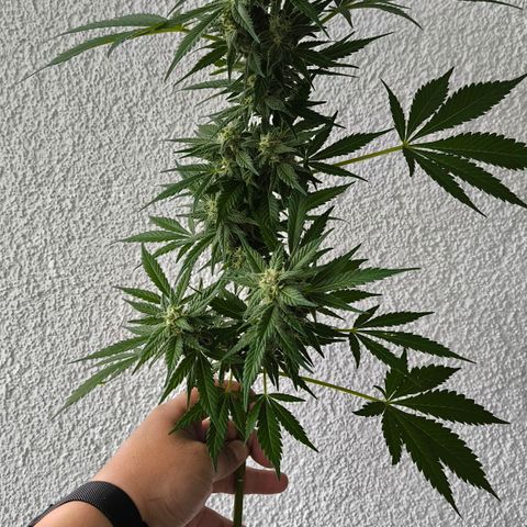 Gorilla Girl XL Auto growlog timeline photo